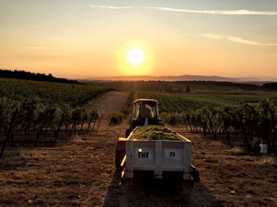 An Introduction to the Wines of Oregon’s Willamette Valley