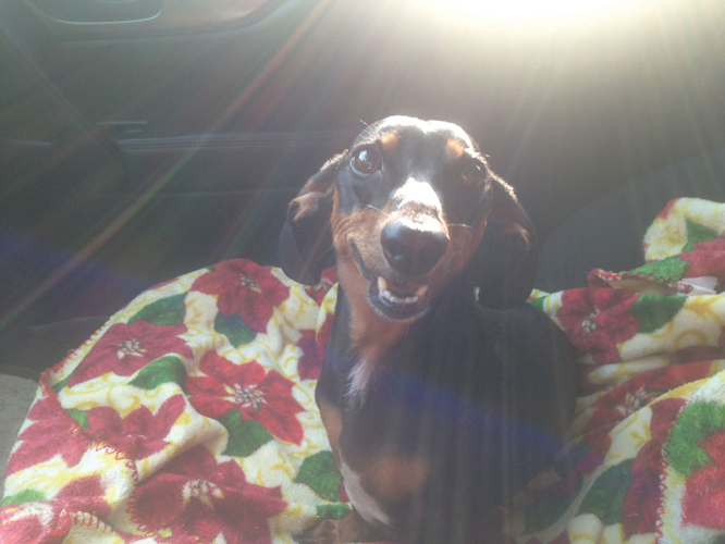 The Pet Issue 2021: Pet Su-purr-latives