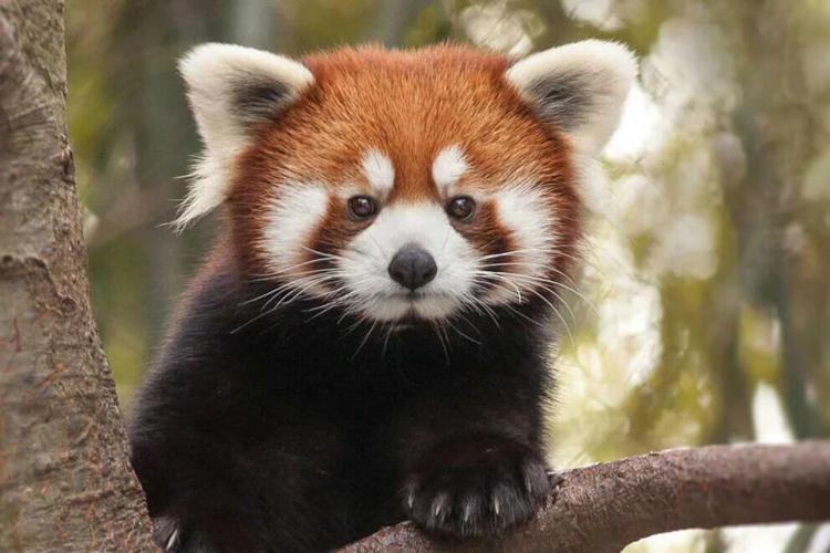 redpanda1-nashville-zoo.jpg