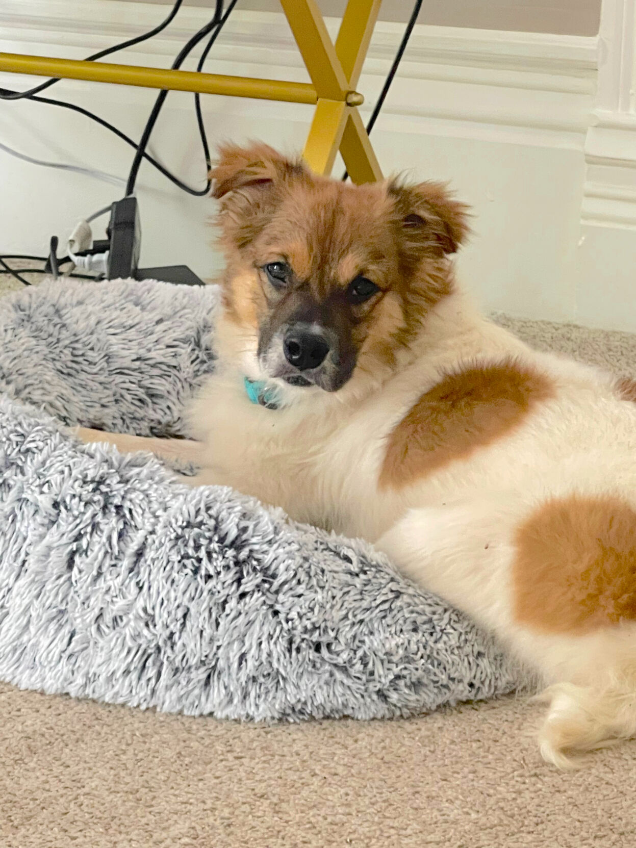 Friday Five 20240112 olliverthedog.jpg