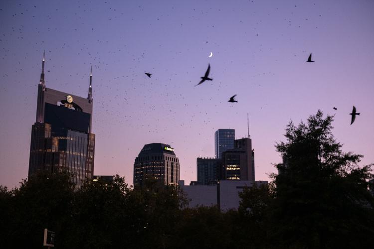 8.12.2024.PurpleMartins-1009.jpg
