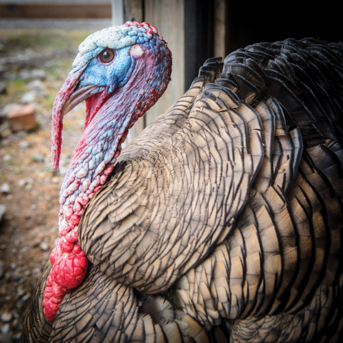 The Pet Issue 2019: The Gentle Barn