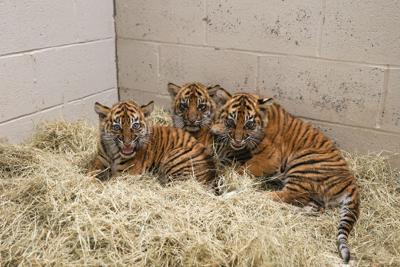 Sumatran Tiger Cubs
