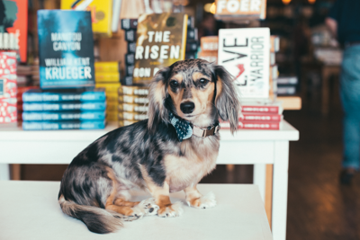 Best Instagram — Dachshund