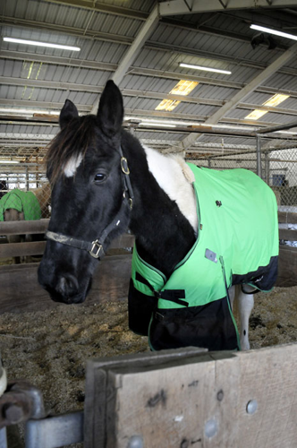 All the Starving Horses