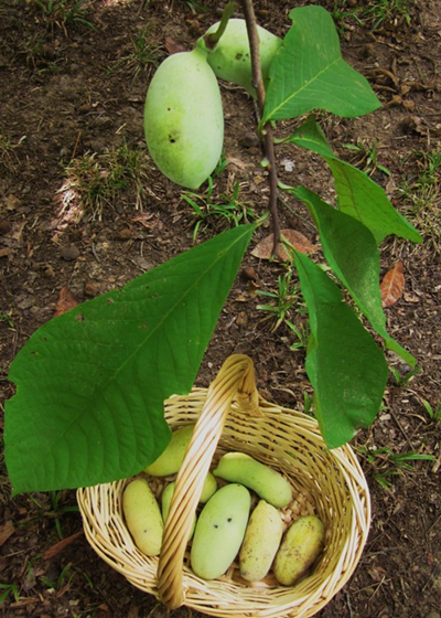 Pickin' Up Pawpaws