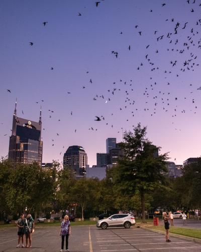 8.12.2024.PurpleMartins-1124.jpg
