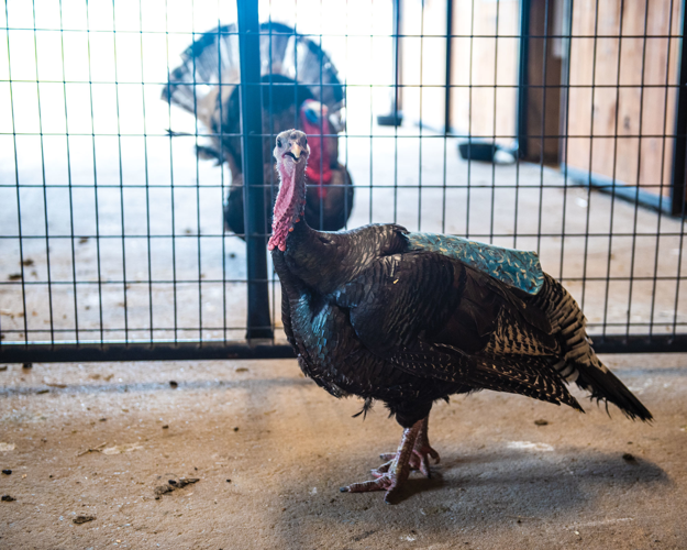 The Pet Issue 2019: The Gentle Barn