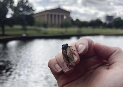 Cicada Logic