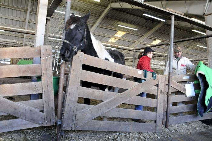 All the Starving Horses