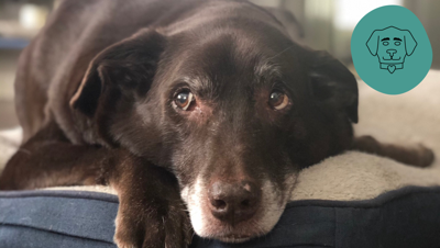 Hey Thanks, Lap of Love