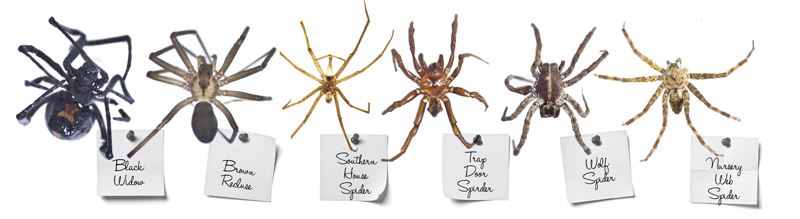 baby brown recluse spiders