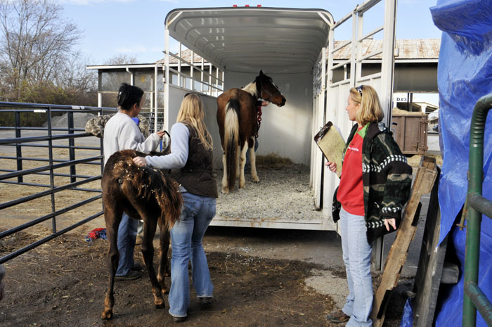 All the Starving Horses