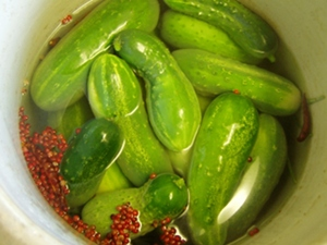 Fermentation Workshop at Beaman Park