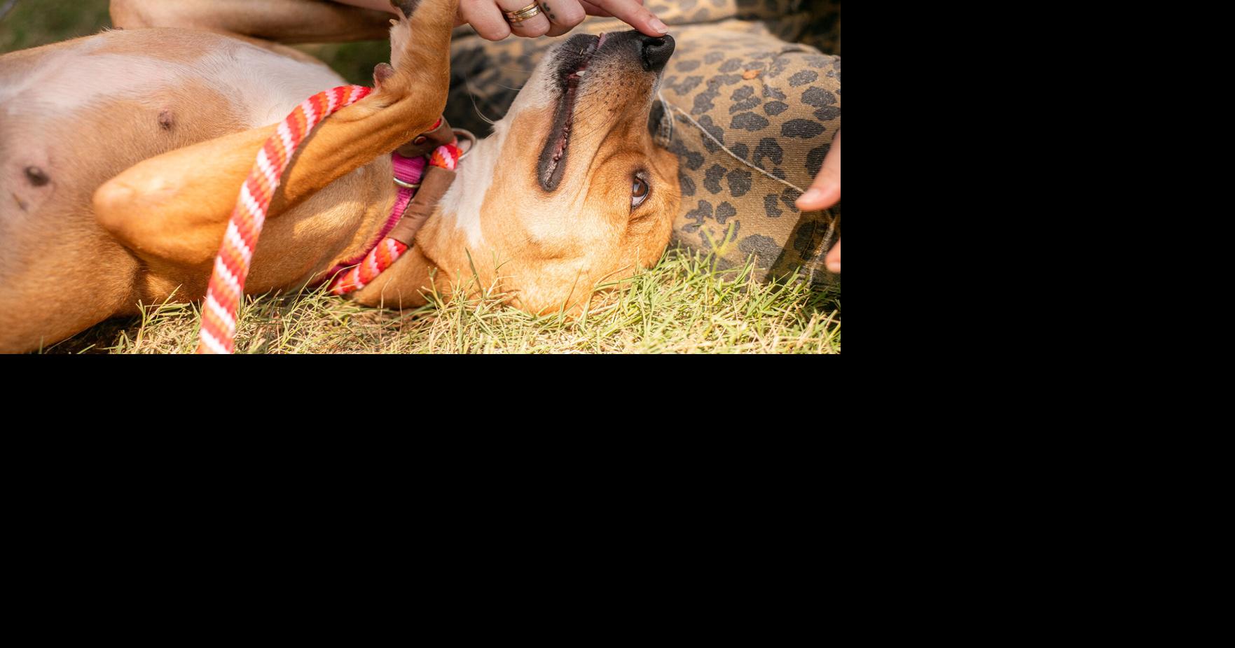 As Nashville Humane Association Celebrates 80 Years, It Needs a Hand