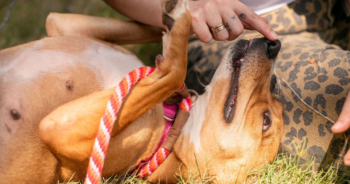 As Nashville Humane Association Celebrates 80 Years, It Needs a Hand