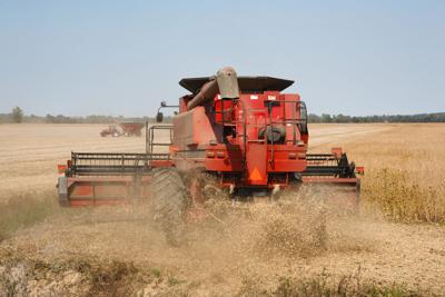 A red combine harvesting soybeans in a dusty field