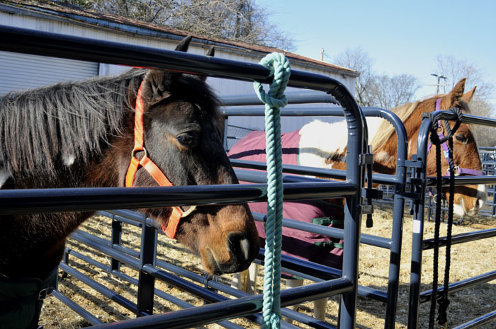 All the Starving Horses