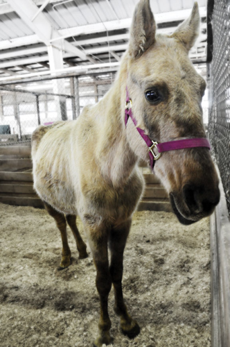 The worst case of equine abuse in Tennessee history shocked the state. So why is legislation that would stop the abuse meeting so much resistance?