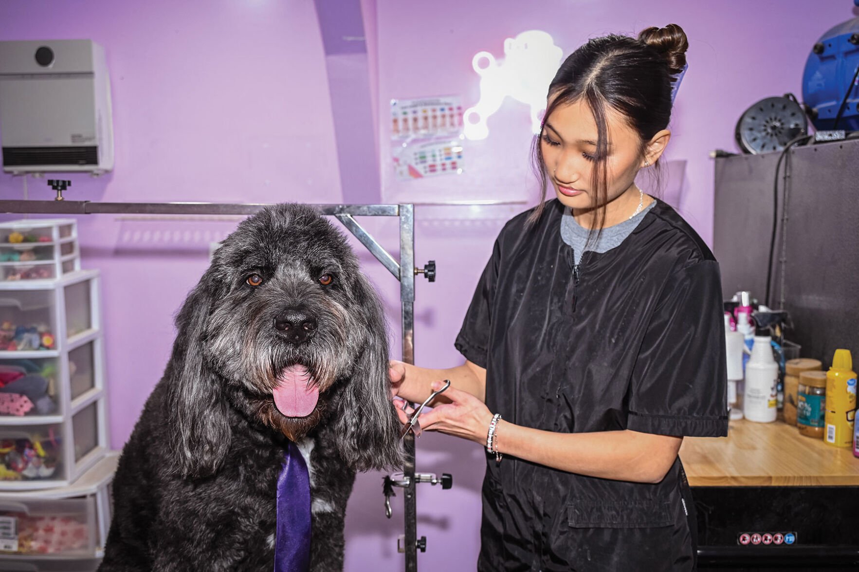 A pet groomer trims hair from the ear of a shaggy gray dog whose tongue is hanging out