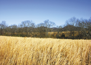 The Triumph of the Crunchy Granola People