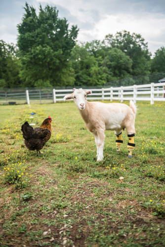 The Pet Issue 2019: The Gentle Barn