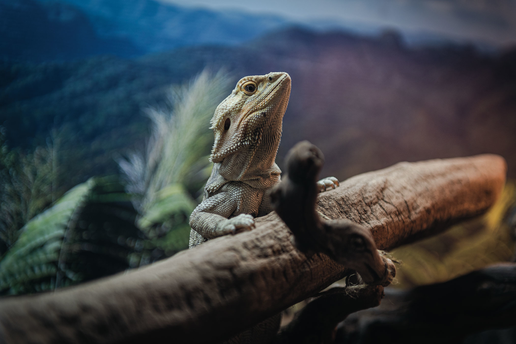 The Pet Issue 2021: Reptile Style