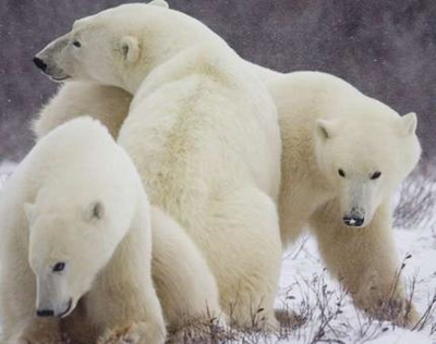 Polar Bear (Remix)