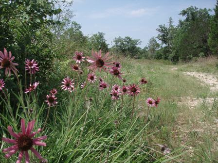 Couchville Cedar Glade State Natural Area — A Review (Tennessee Coneflower Edition)