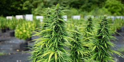 Hemp plants growing in Tennessee