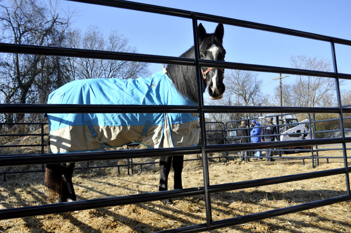 All the Starving Horses