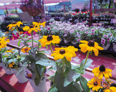 Best Garden Center/Plant Shop