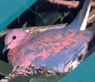 Hail Mauritius: The Pink Pigeon Rum Packs a Punch