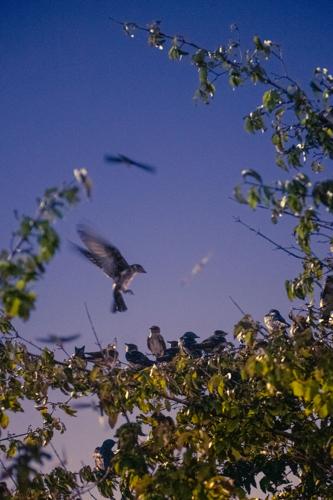 8.12.2024.PurpleMartins-1468.jpg