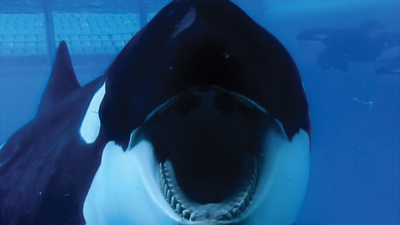 The hit documentary <i>Blackfish</i> has a message as dubious as its methods