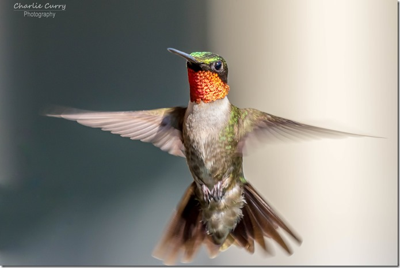 Hummingbird Happy Hour - A Night of Jazz and Art for the Birds!