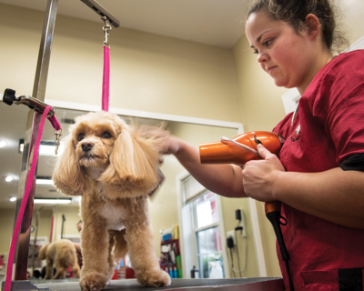 Best Pet Grooming