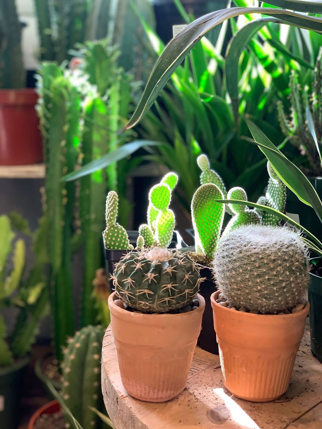 Lawrence & Clarke Cacti Co