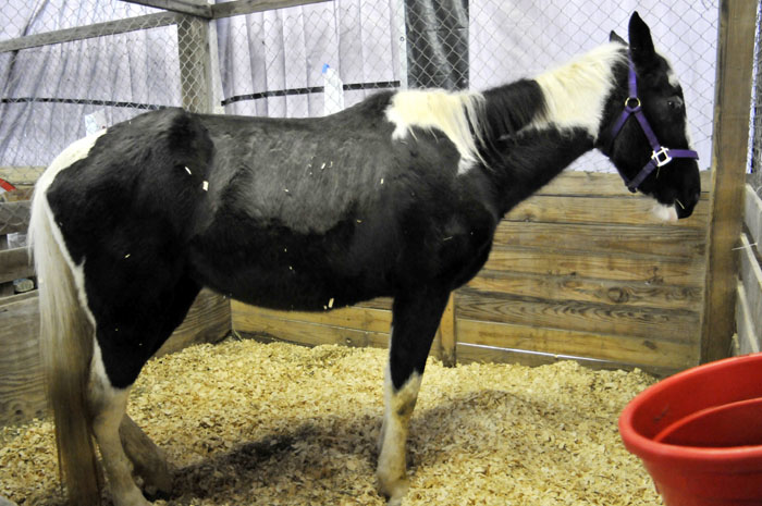 All the Starving Horses