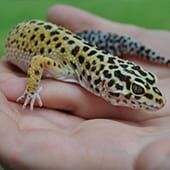 Reptiles-LeopardGecko.jpg