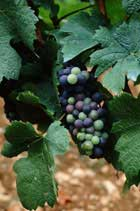 Wine Wednesday: Vive La France