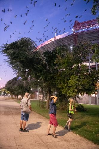 8.12.2024.PurpleMartins-1339.jpg