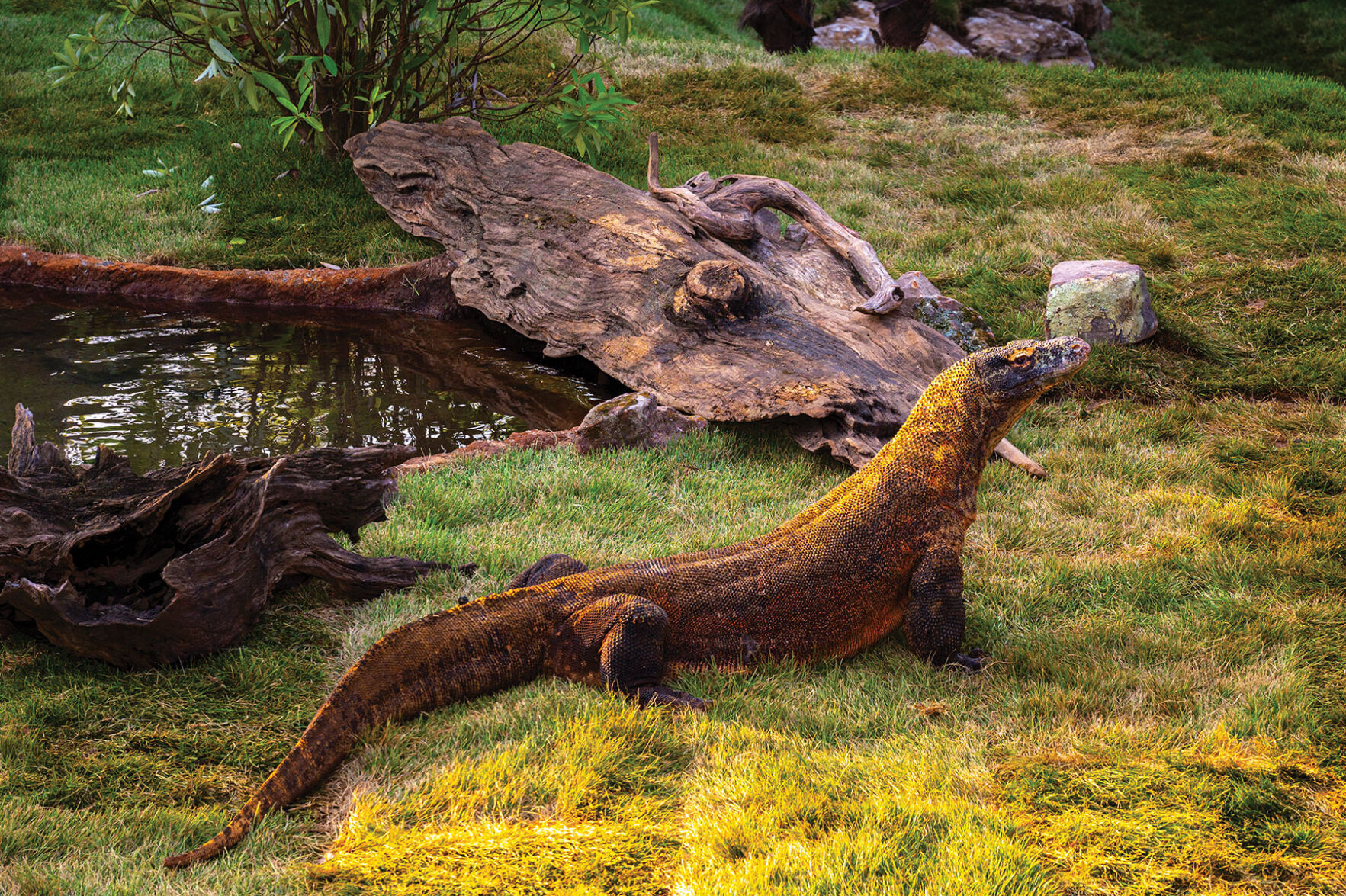 Komodo Dragon Enclosure at the Nashville Zoo