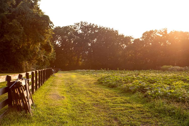 A patch of green land and leafy crops