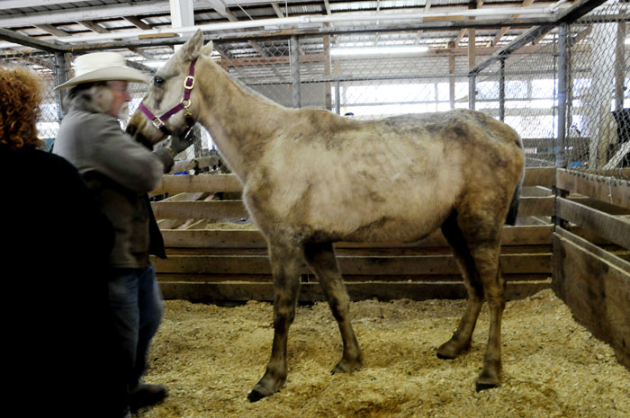 All the Starving Horses