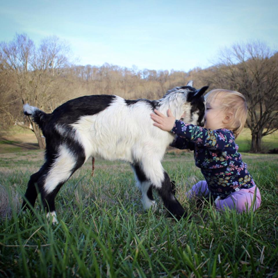 They're Kidding: It's Baby Goat Time at Noble Springs