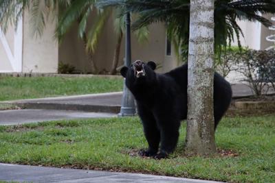 stock photo of a black bear looking up a tree with mouth open in a human-built neighborhood