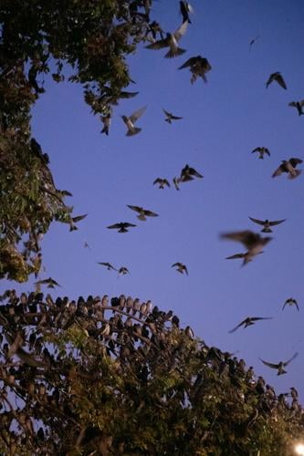 8.12.2024.PurpleMartins-1318.jpg
