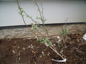 Urban Farming, Chapter 2: Baby Steps and Blueberry Bushes
