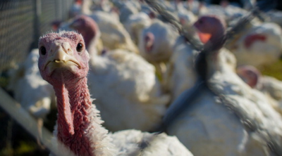 Traditional Brentwood Turkey Dinner May Date Back Half a Millennium